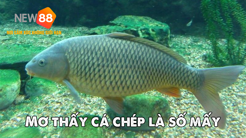 Mơ thấy c&aacute; ch&eacute;p l&agrave; số mấy