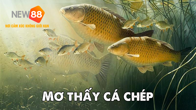 Mơ thấy c&aacute; ch&eacute;p l&agrave; điềm b&aacute;o g&igrave;?