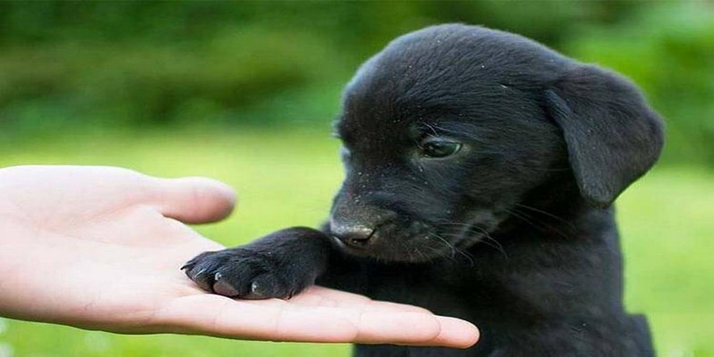 Giấc mơ thấy ch&oacute; đen chạy v&agrave;o nh&agrave; mang điềm b&aacute;o xui xẻo