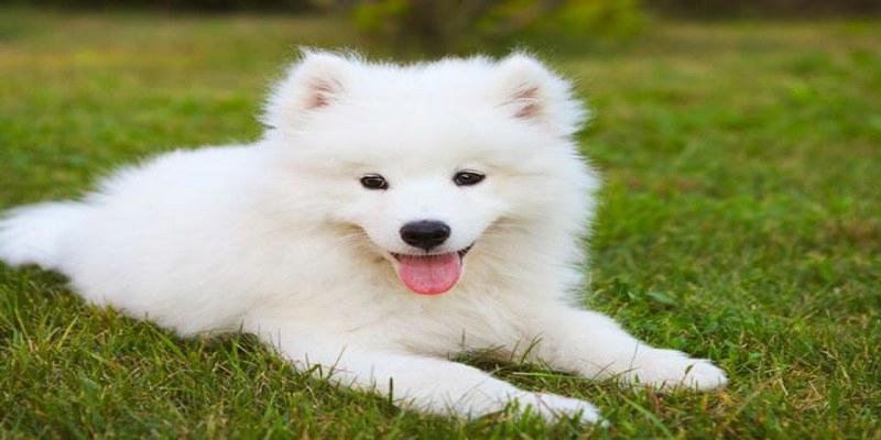 Ch&oacute; l&agrave; lo&agrave;i vật rất gần gũi, th&acirc;n thiện với con người