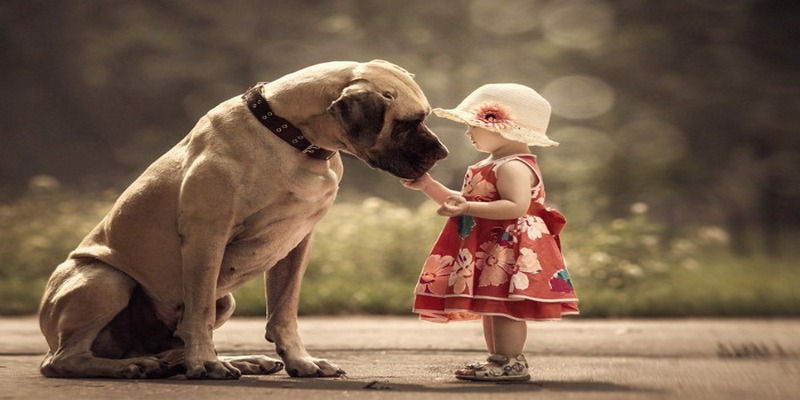 Mơ Thấy Ch&oacute;: Giải M&atilde; C&aacute;c Điềm B&aacute;o C&ugrave;ng C&aacute;c Con Số T&agrave;i Lộc