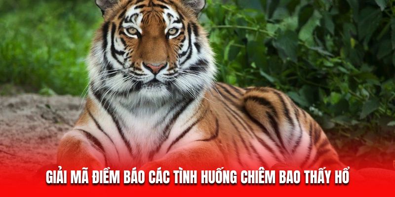Giải m&atilde; điềm b&aacute;o c&aacute;c t&igrave;nh huống chi&ecirc;m bao thấy hổ