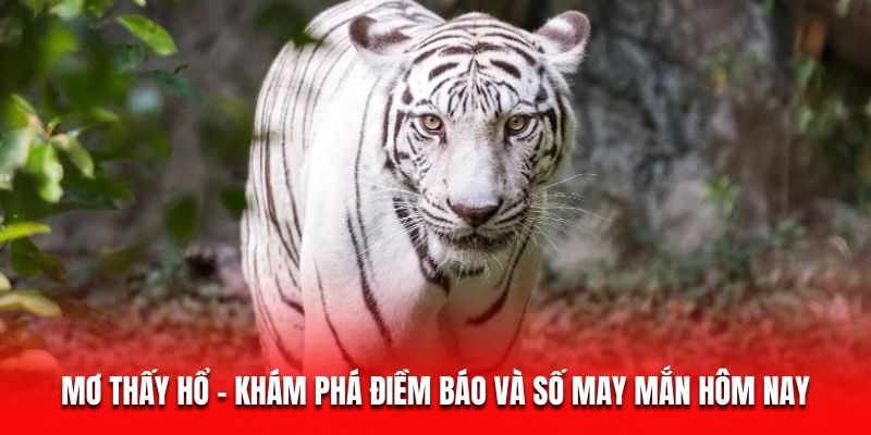 Mơ Thấy Hổ - Kh&aacute;m Ph&aacute; Điềm B&aacute;o V&agrave; Số May Mắn H&ocirc;m Nay