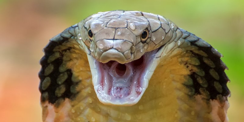 ngủ mơ thấy rắn đ&aacute;nh số g&igrave;