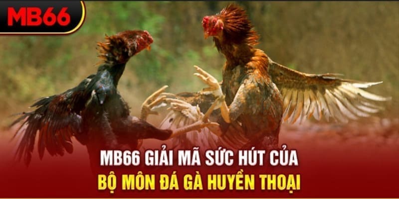 Tham gia đ&aacute; g&agrave; để mang về khoản tiền thưởng cao