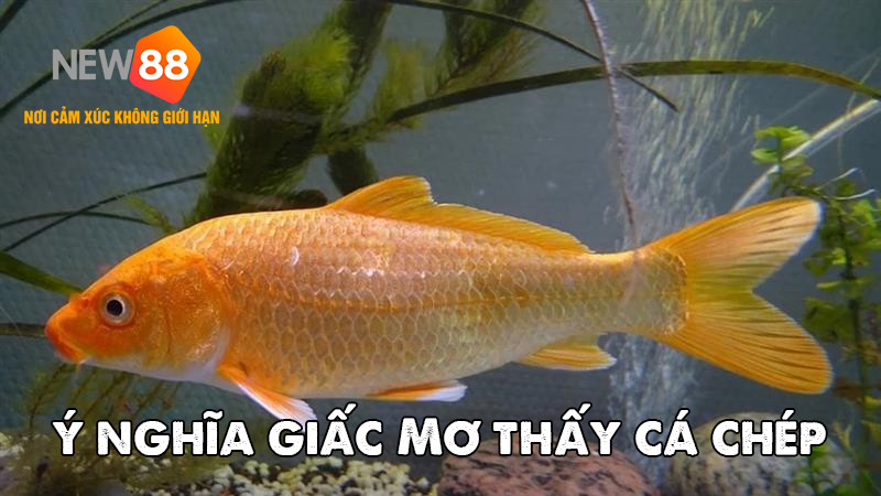 &Yacute; nghĩa giấc mơ thấy c&aacute; ch&eacute;p